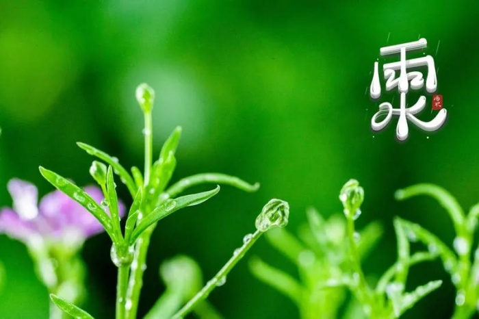 今日雨水，最佳养生时机别错过！